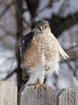 Sharp shinned Hawk 6917